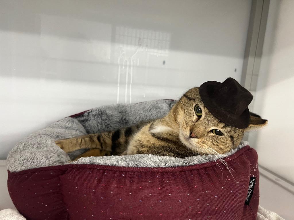 Caraway, Adoptable, Adult Male Domestic Short Hair.