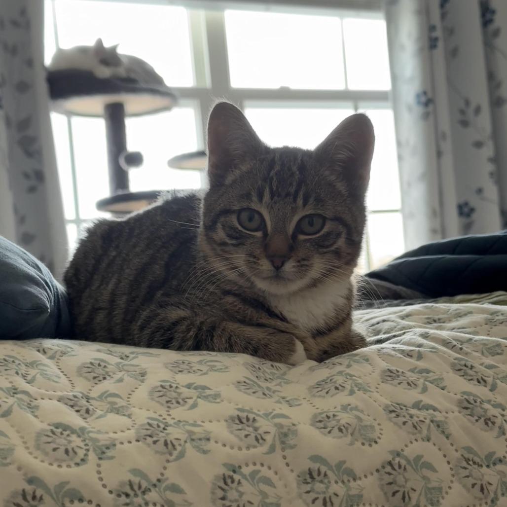 Enlarge Cayenne, a Adoptable Domestic Short Hair in Winston Salem, NC image 1/5