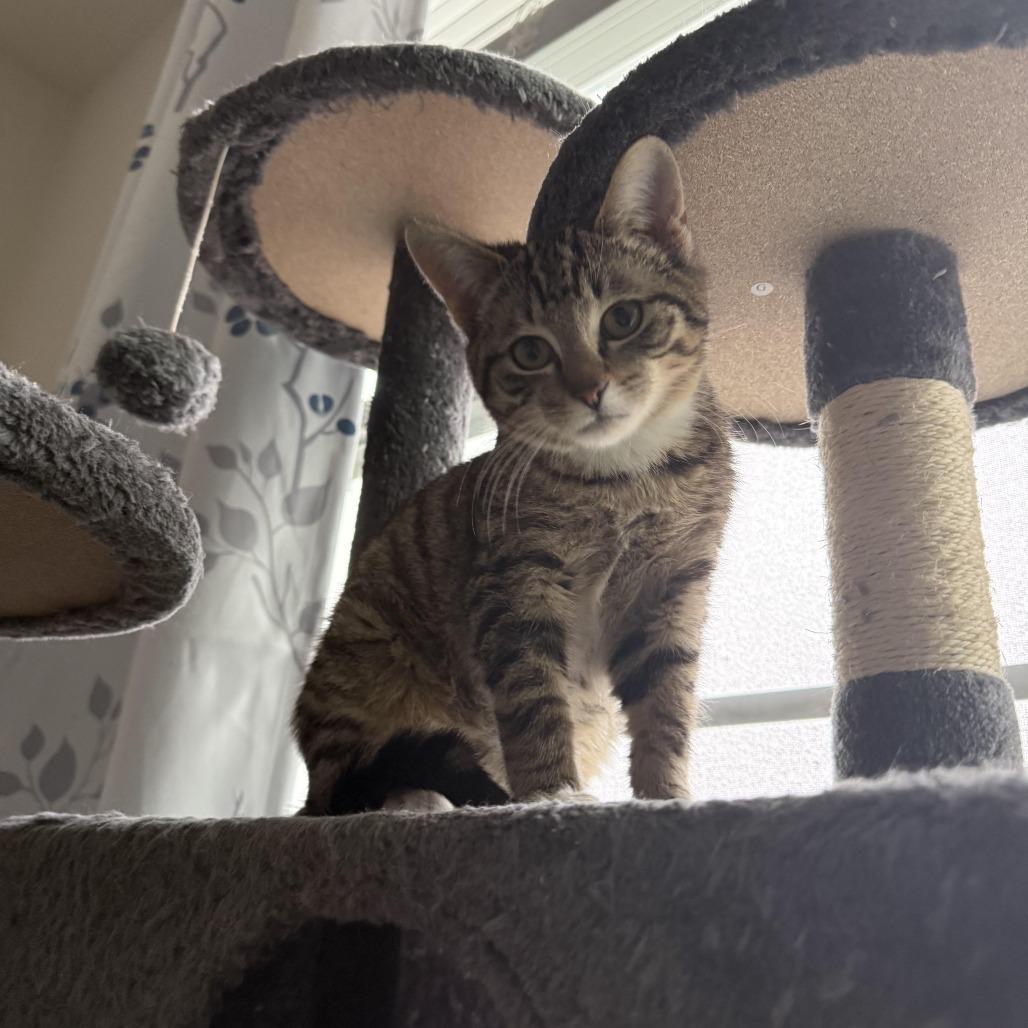 Enlarge Cayenne, a Adoptable Domestic Short Hair in Winston Salem, NC image 2/5