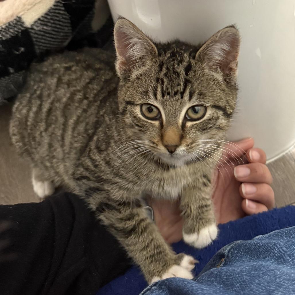 Enlarge Cayenne, a Adoptable Domestic Short Hair in Winston Salem, NC image 3/5