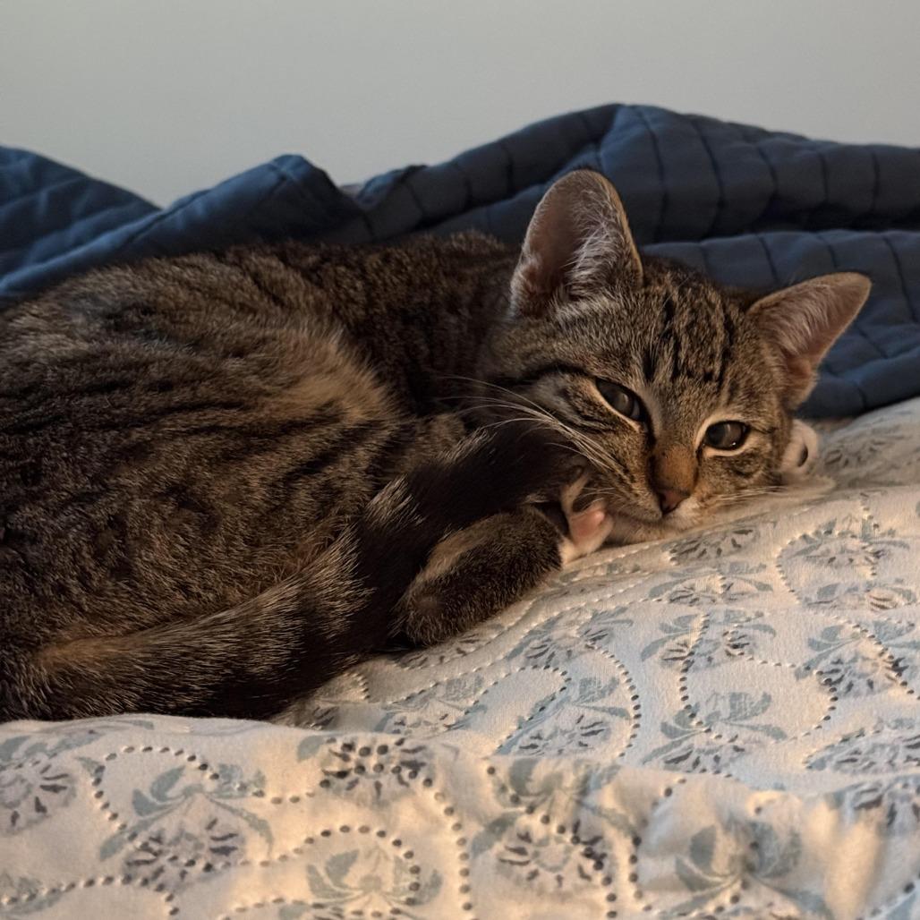 Enlarge Cayenne, a Adoptable Domestic Short Hair in Winston Salem, NC image 4/5