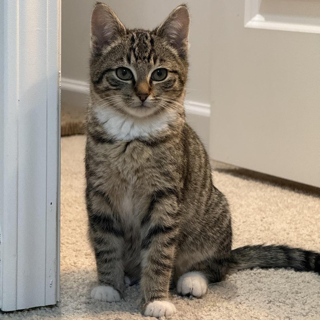 Enlarge Cayenne, a Adoptable Domestic Short Hair in Winston Salem, NC image 5/5