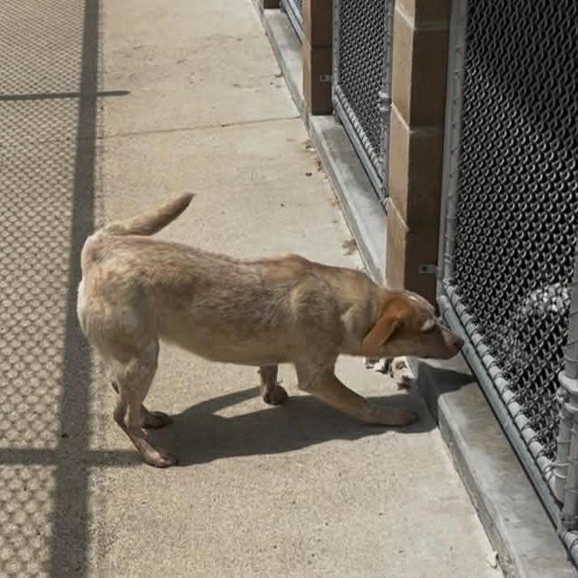 Enlarge Josie, a Adoptable Cattle Dog in Stilwell, OK image 1/2
