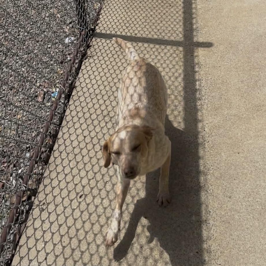 Enlarge Josie, a Adoptable Cattle Dog in Stilwell, OK image 2/2