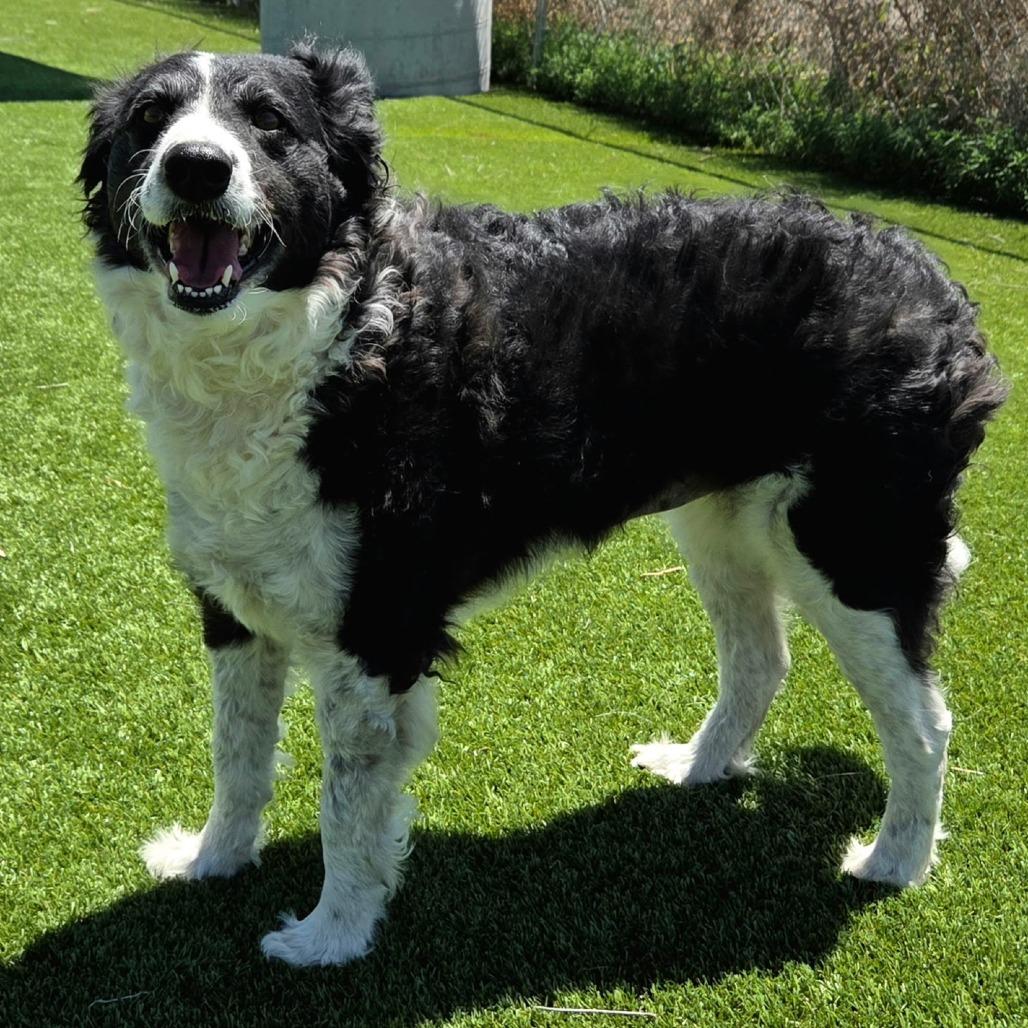 Coco Chanel, a Adoptable mixed breed in Idaho Falls, ID image 1/6