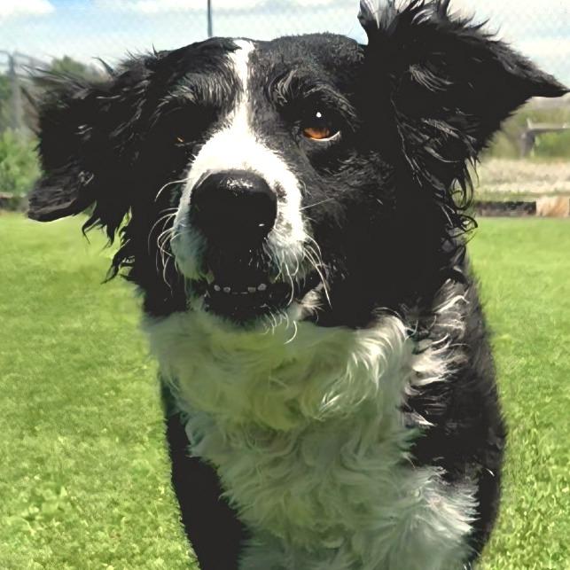 Coco Chanel, a Adoptable mixed breed in Idaho Falls, ID image 2/6
