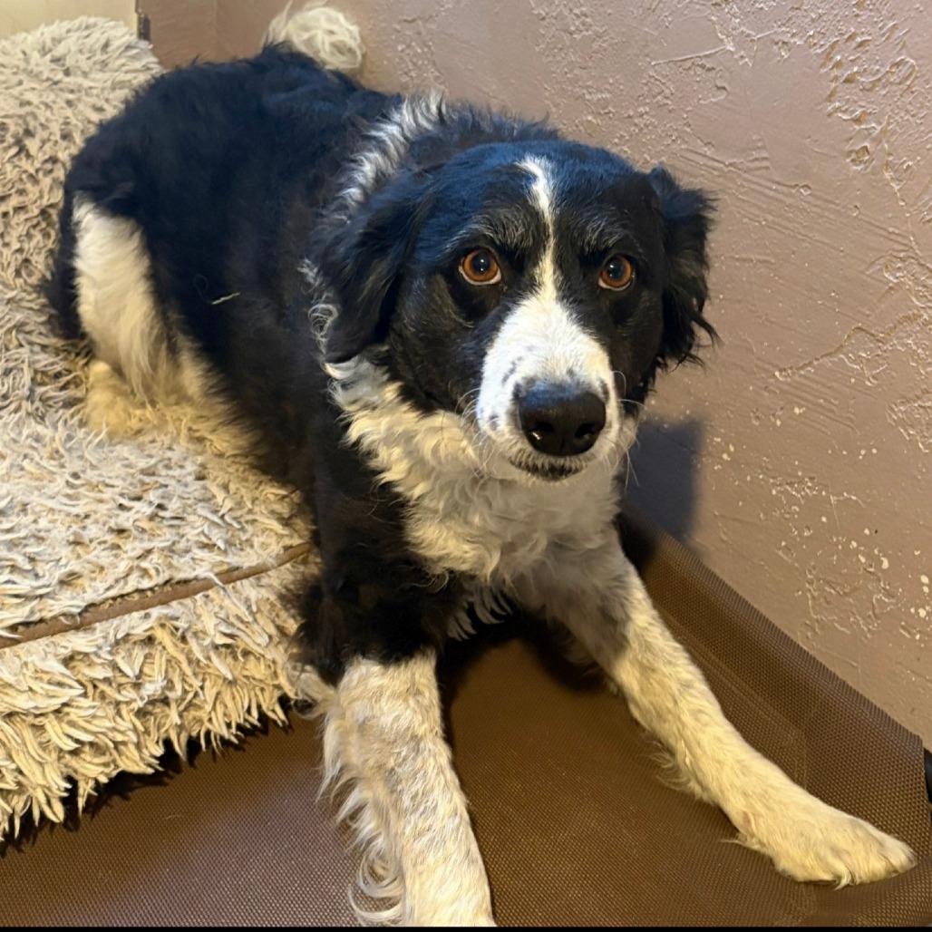 Coco Chanel, a Adoptable mixed breed in Idaho Falls, ID image 3/6
