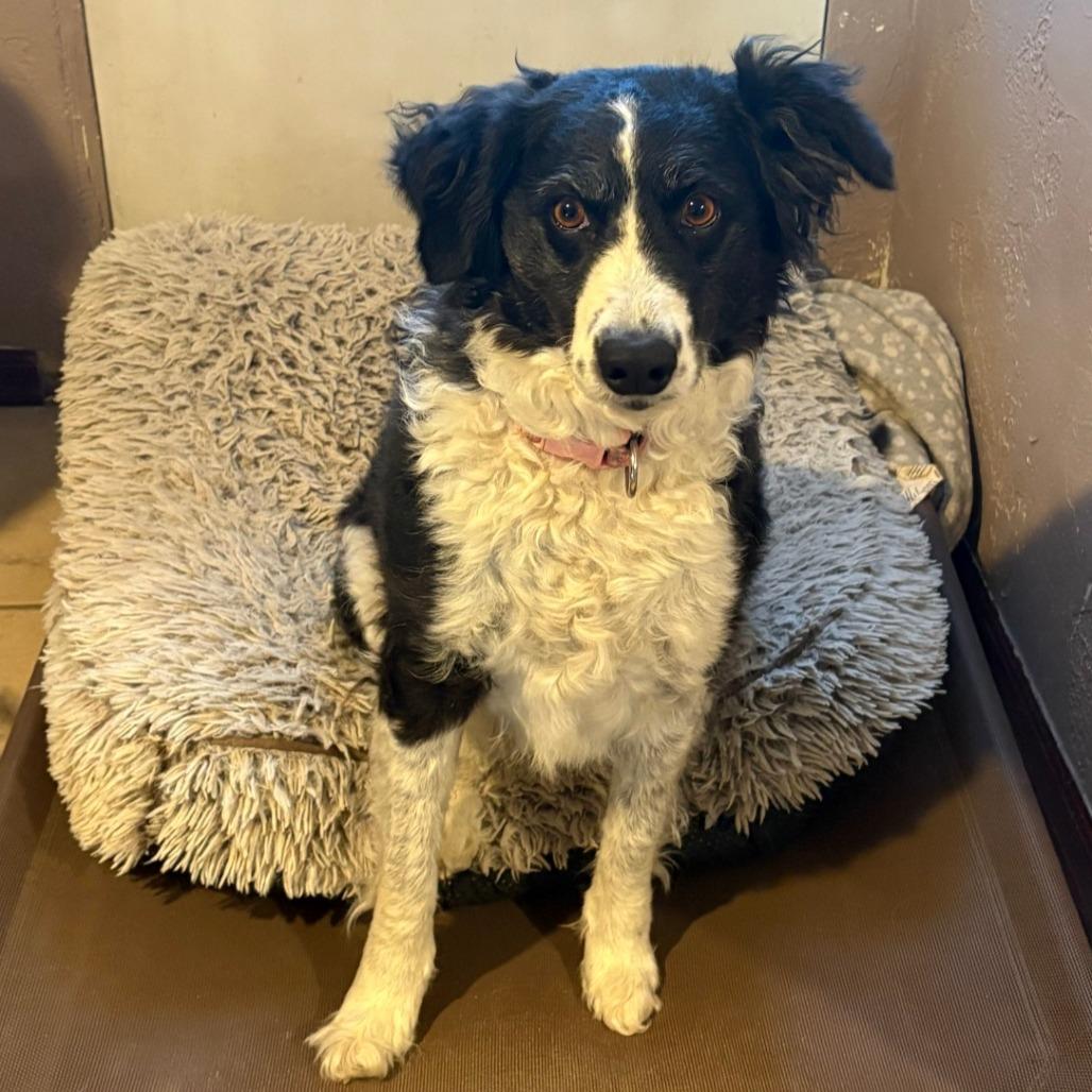 Coco Chanel, a Adoptable mixed breed in Idaho Falls, ID image 4/6
