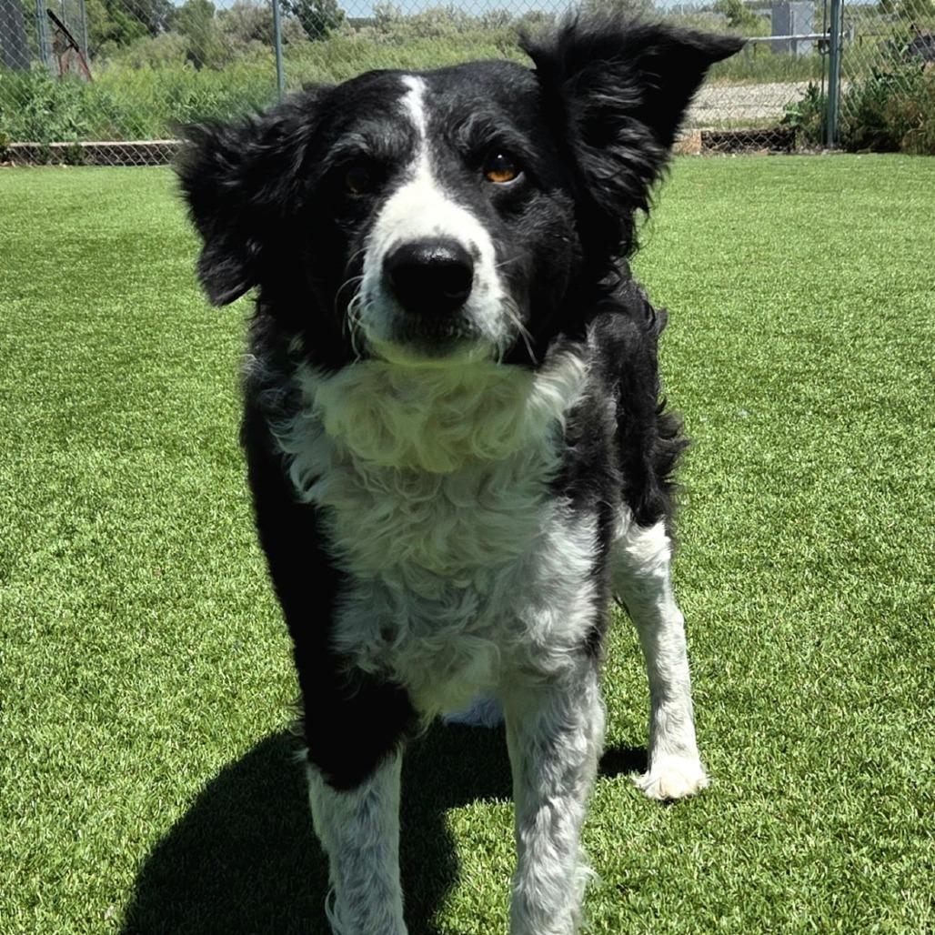 Coco Chanel, a Adoptable mixed breed in Idaho Falls, ID image 5/6