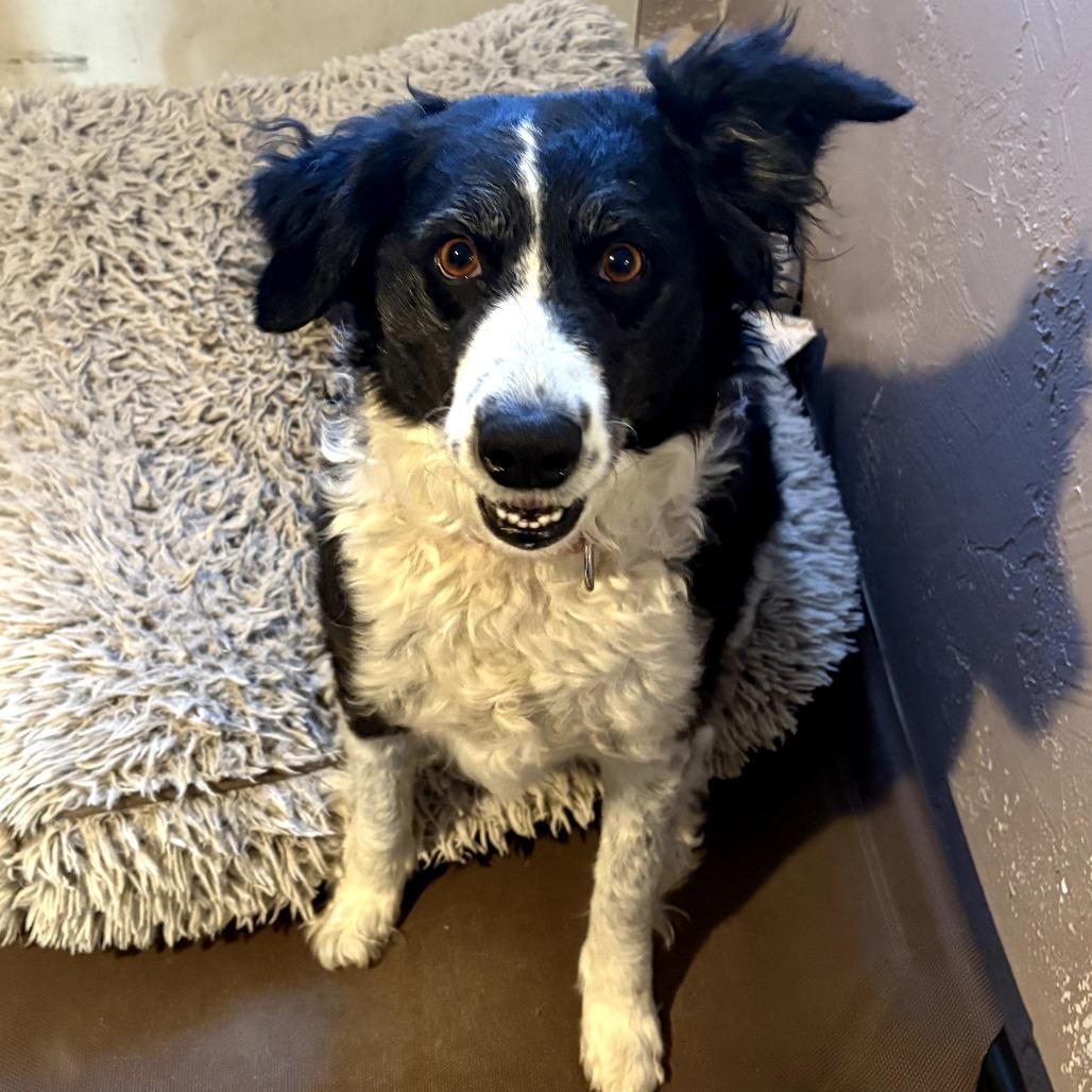 Coco Chanel, a Adoptable mixed breed in Idaho Falls, ID image 6/6