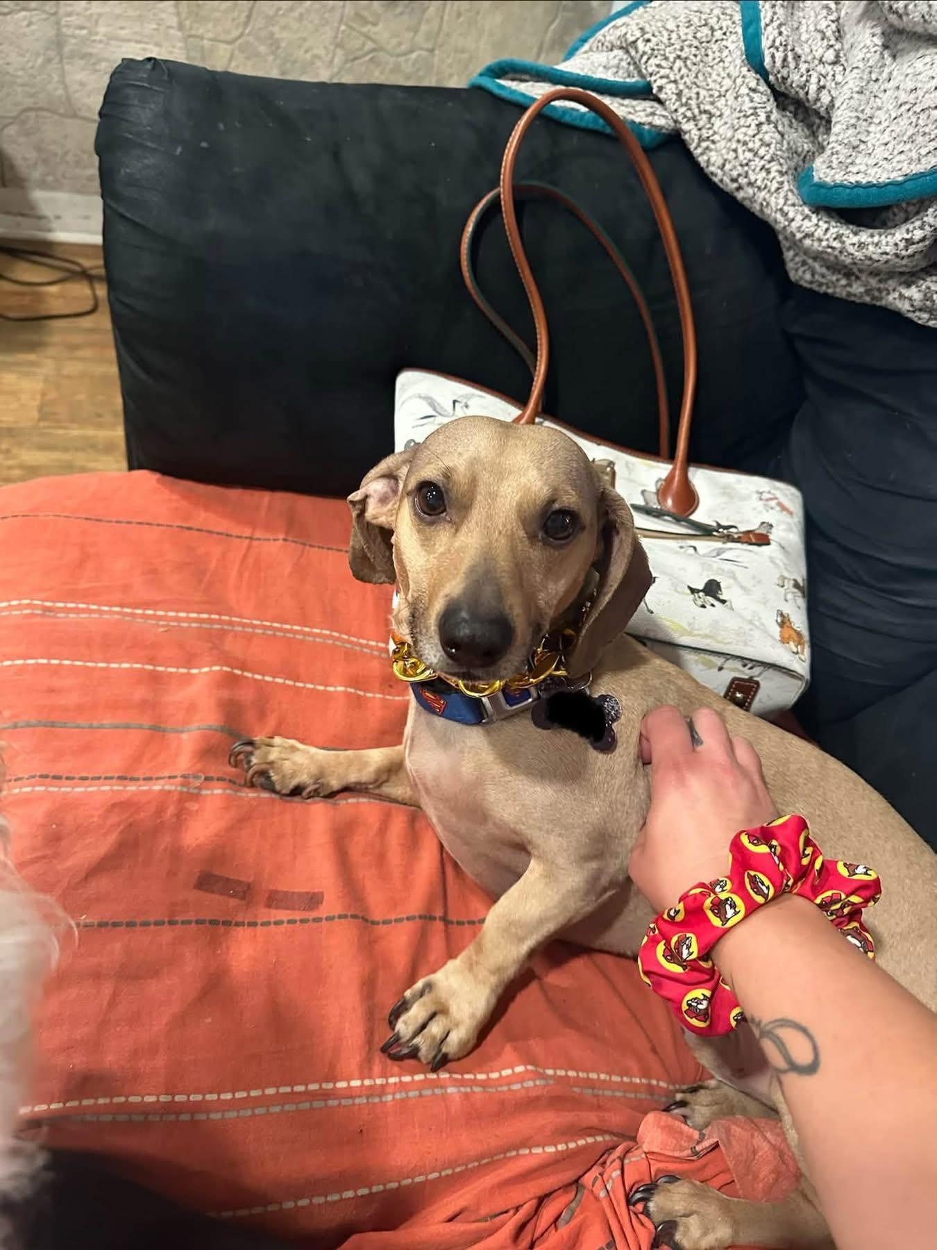 Scooby, Adoptable, Young Male Dachshund.