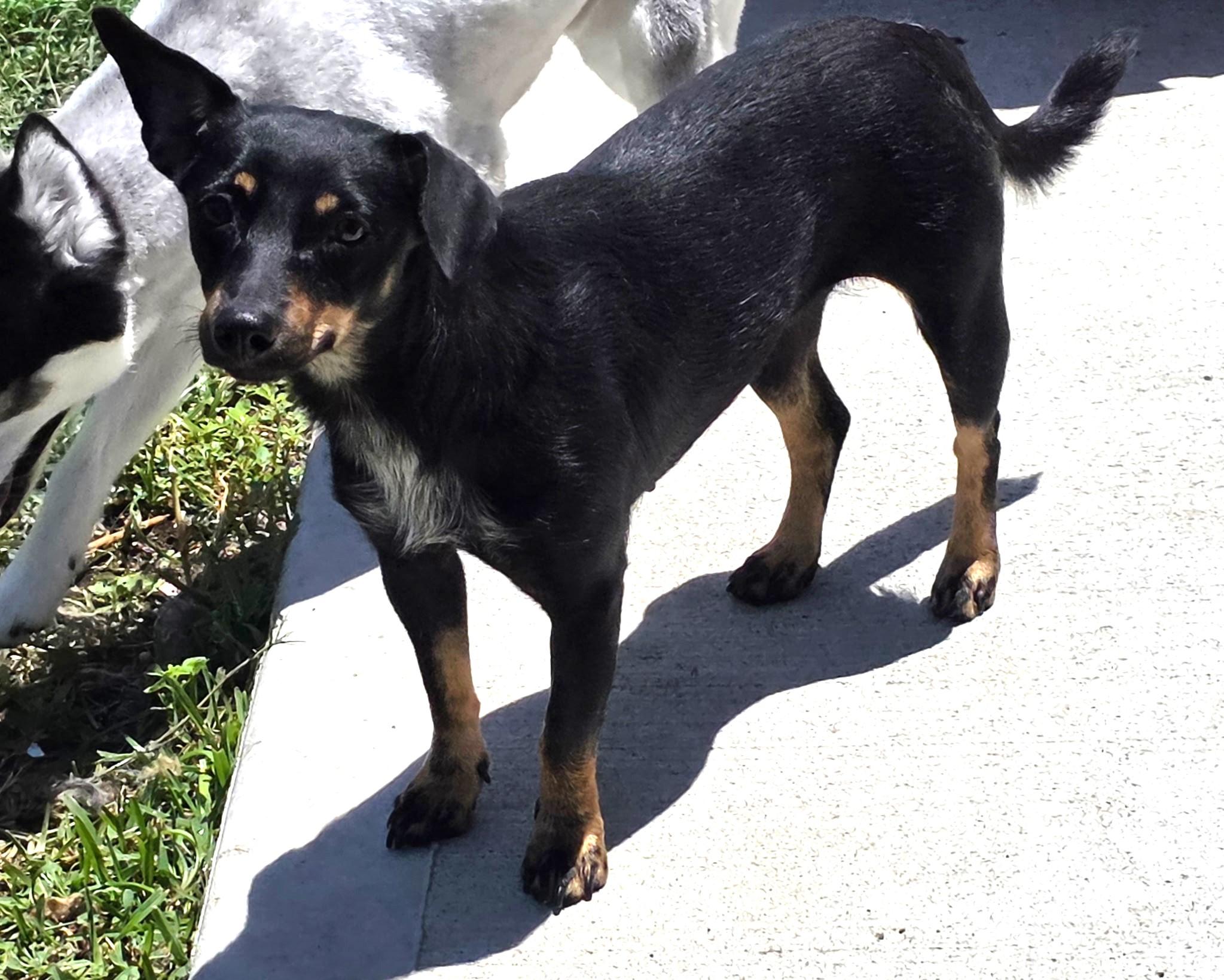 Enlarge Floriana WV14422-T, a Adoptable mixed breed in Woodinville, WA image 3/6