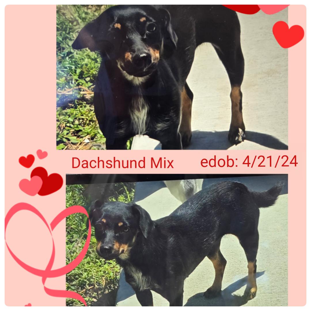 Enlarge Floriana WV14422-T, a Adoptable mixed breed in Woodinville, WA image 2/6