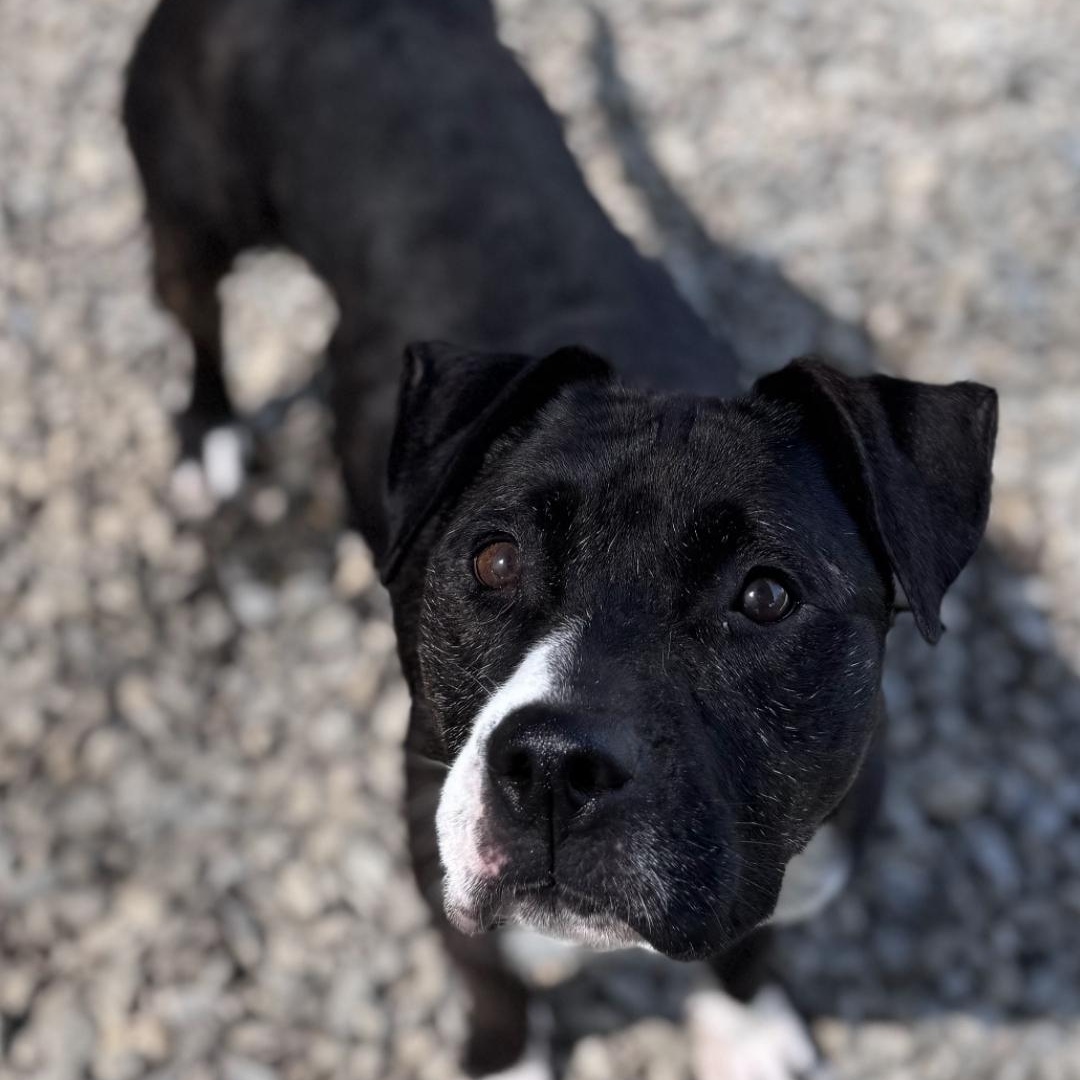 Enlarge Dixie, a Adoptable mixed breed in Chuckey, TN image 4/4