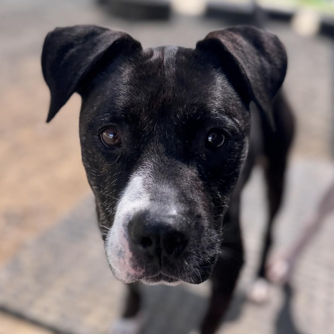 Enlarge Dixie, a Adoptable mixed breed in Chuckey, TN image 2/4