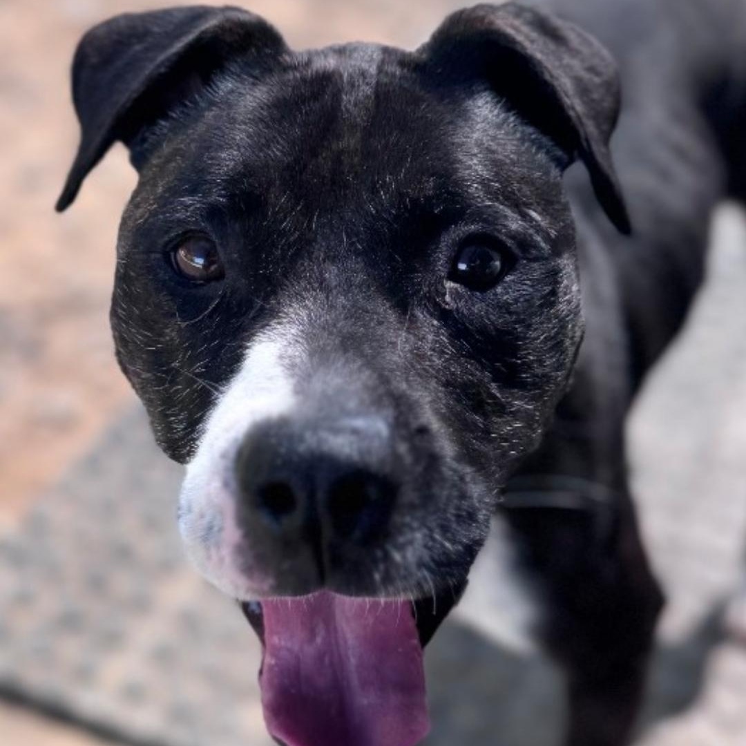 Dixie, Adoptable, Adult Female Pit Bull Terrier.