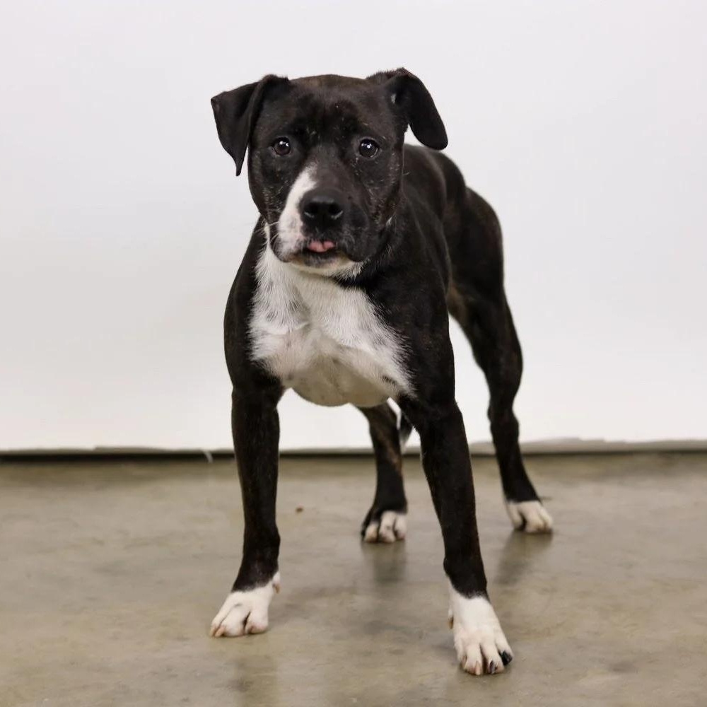 Enlarge Dixie, a Adoptable mixed breed in Chuckey, TN image 3/4