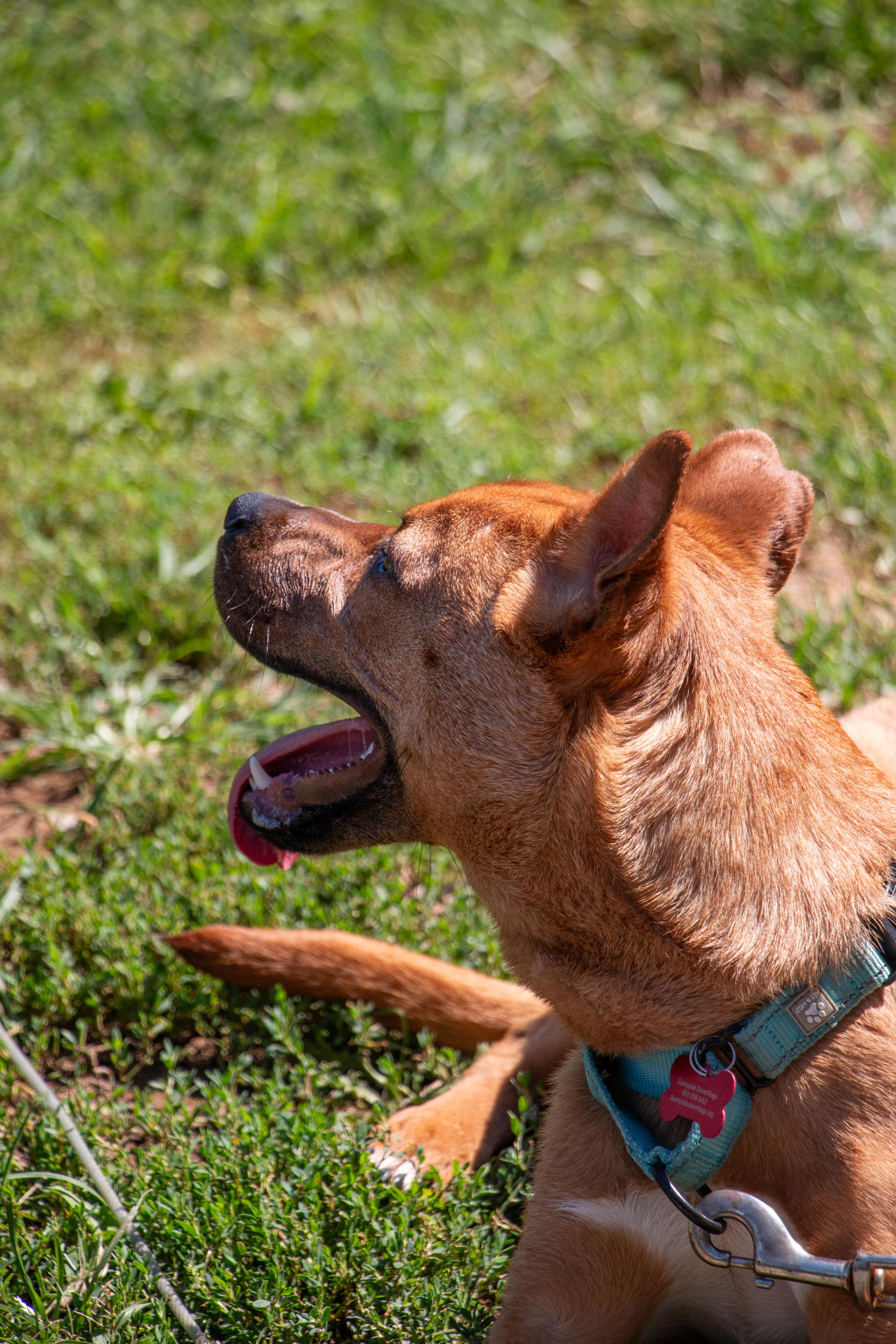 Enlarge Chico, a Adoptable mixed breed in State College, PA image 4/6