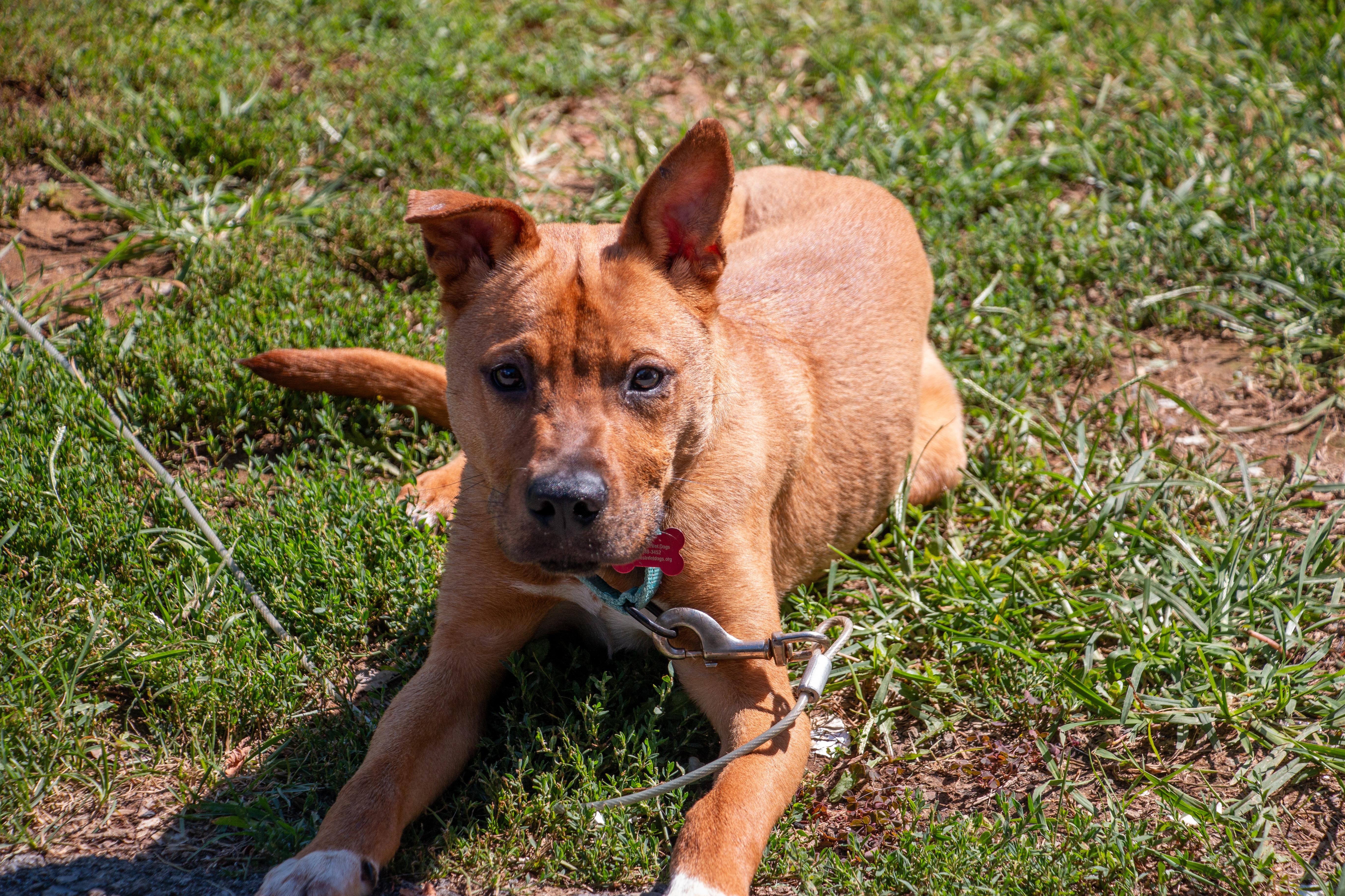 Enlarge Chico, a Adoptable mixed breed in State College, PA image 6/6