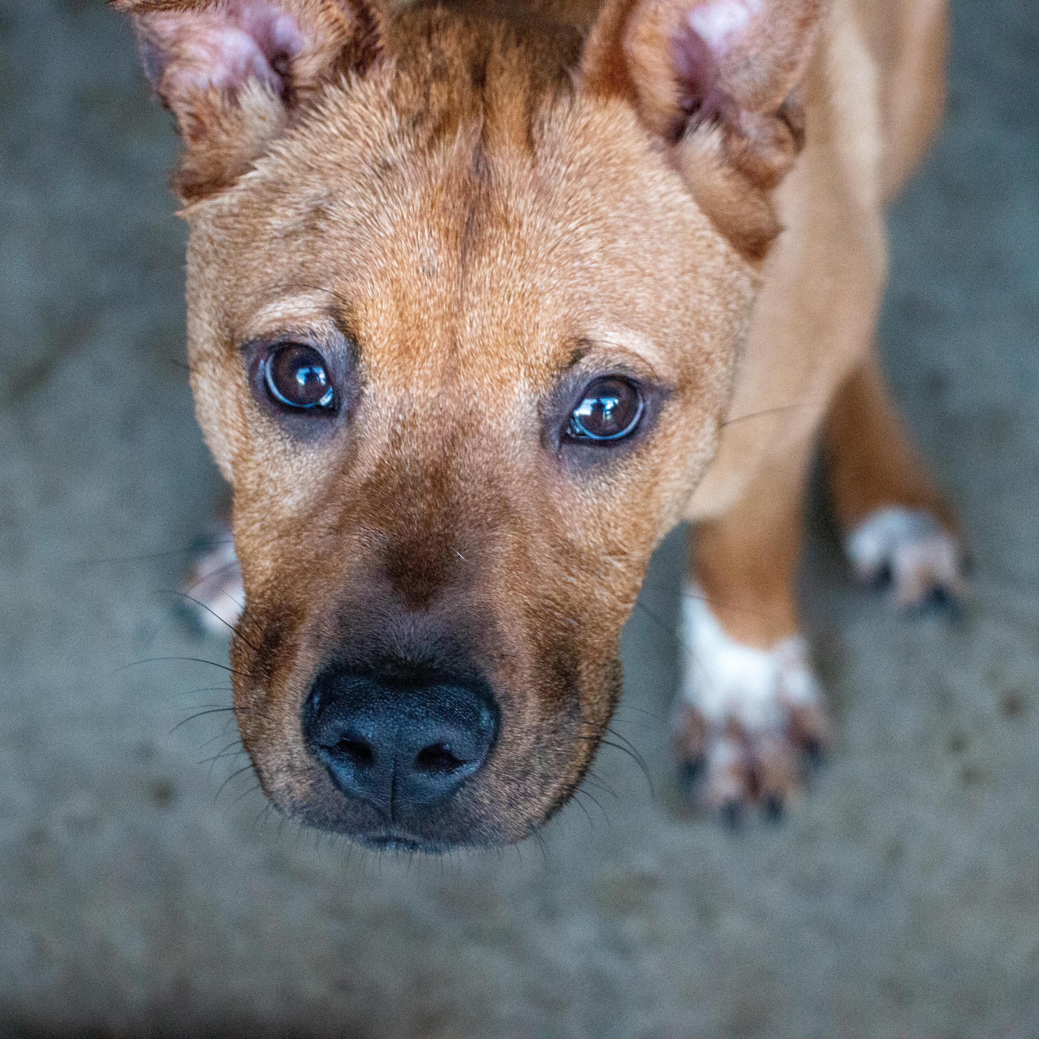 Enlarge Chico, a Adoptable mixed breed in State College, PA image 2/6