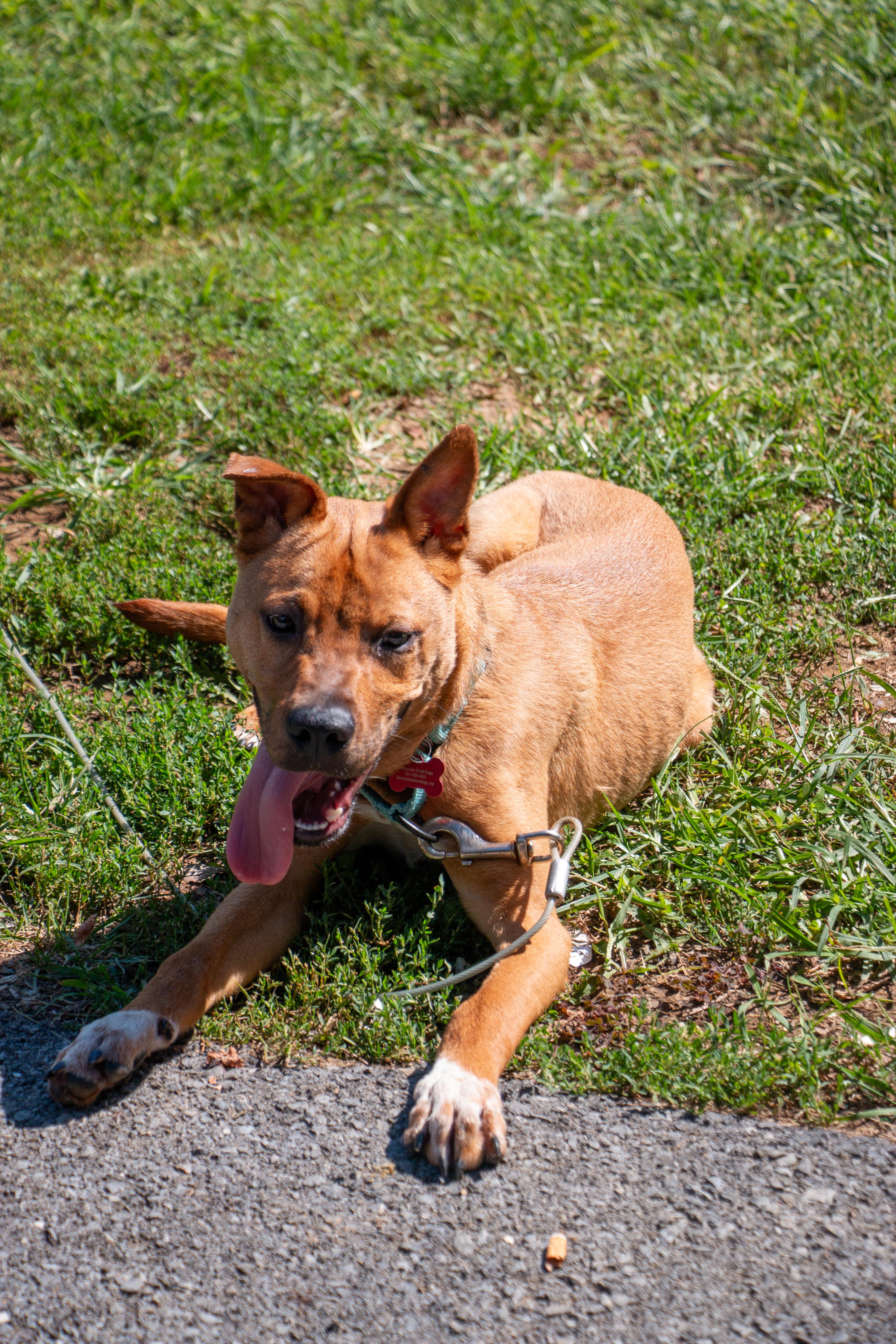 Enlarge Chico, a Adoptable mixed breed in State College, PA image 3/6