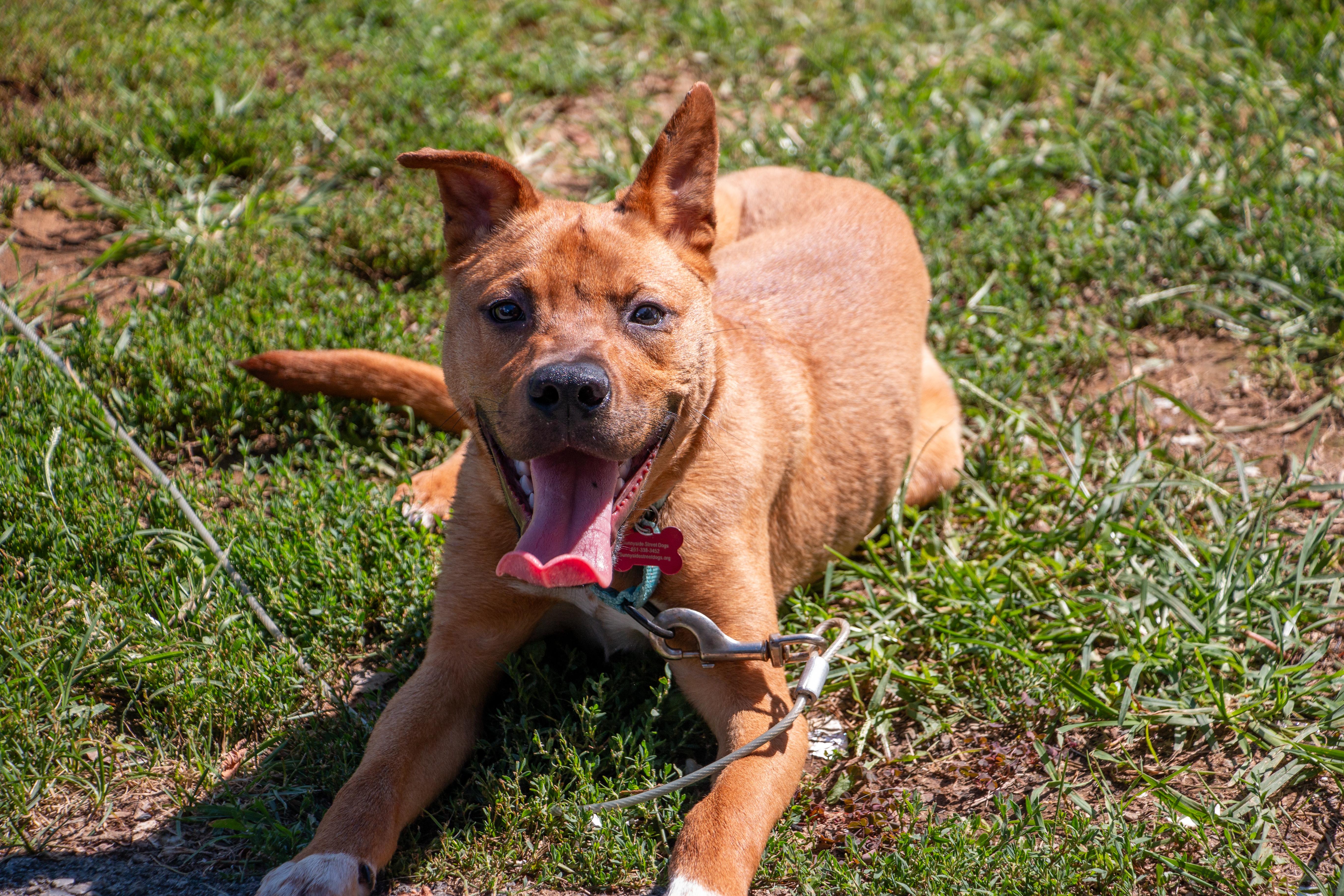 Chico, Adoptable, Puppy Male American Staffordshire Terrier.