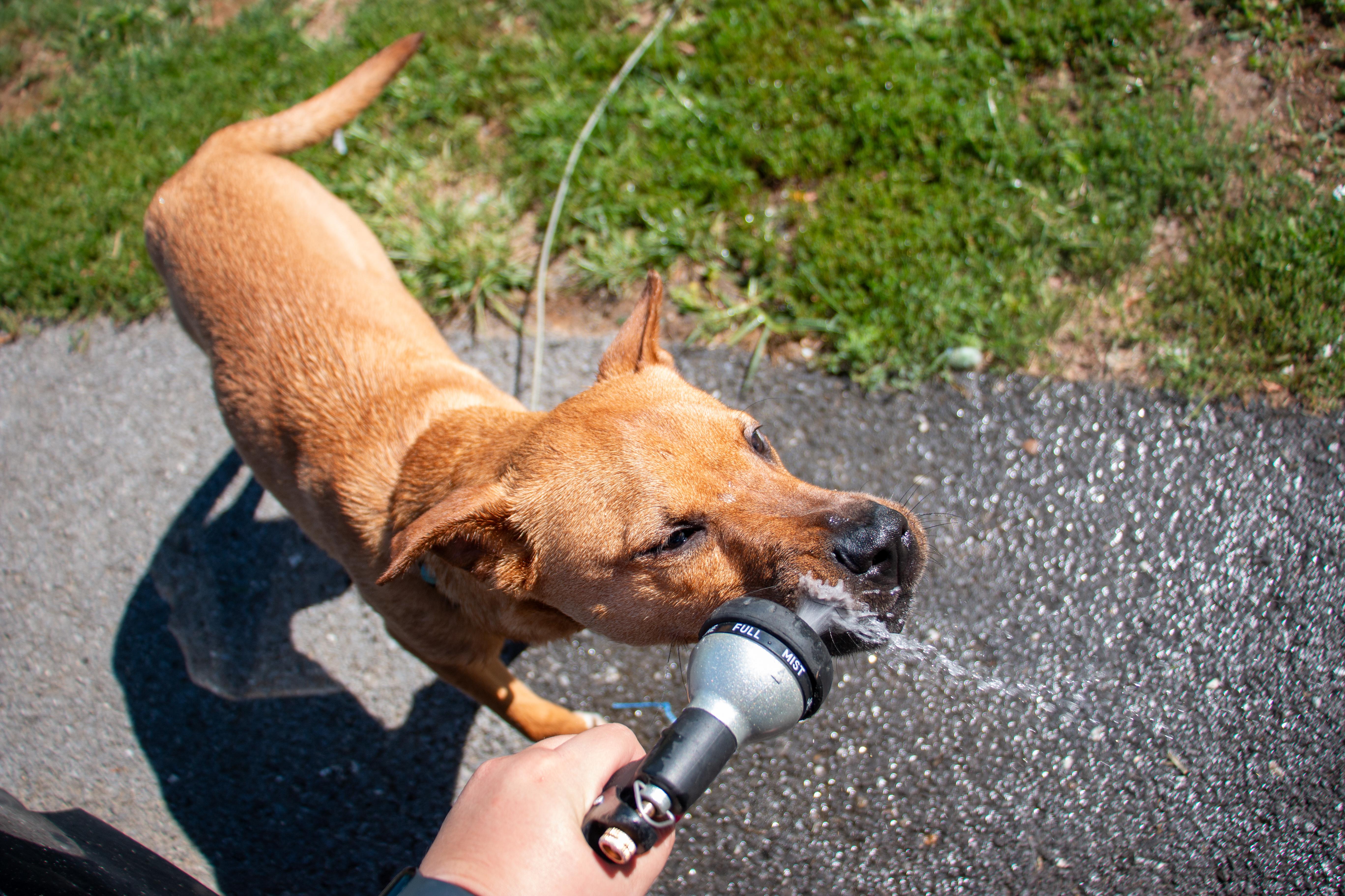 Enlarge Chico, a Adoptable mixed breed in State College, PA image 5/6