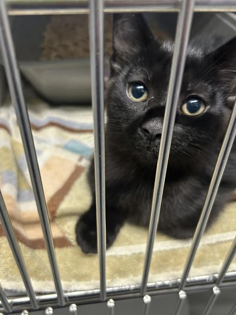 Enlarge Toto, a Adoptable Domestic Short Hair in Muskegon, MI image 1/1