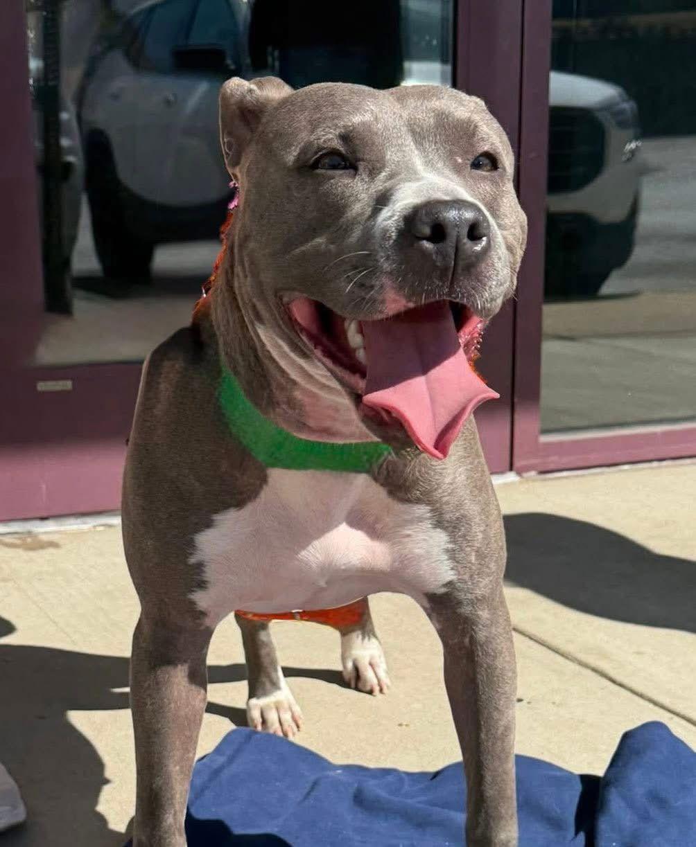 Enlarge Seeka, a Adoptable Pit Bull Terrier in Arnold, MO image 1/3