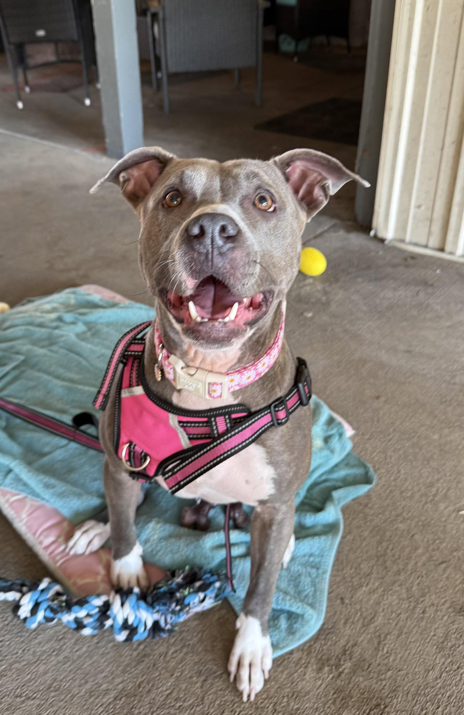 Enlarge Seeka, a Adoptable Pit Bull Terrier in Arnold, MO image 2/3