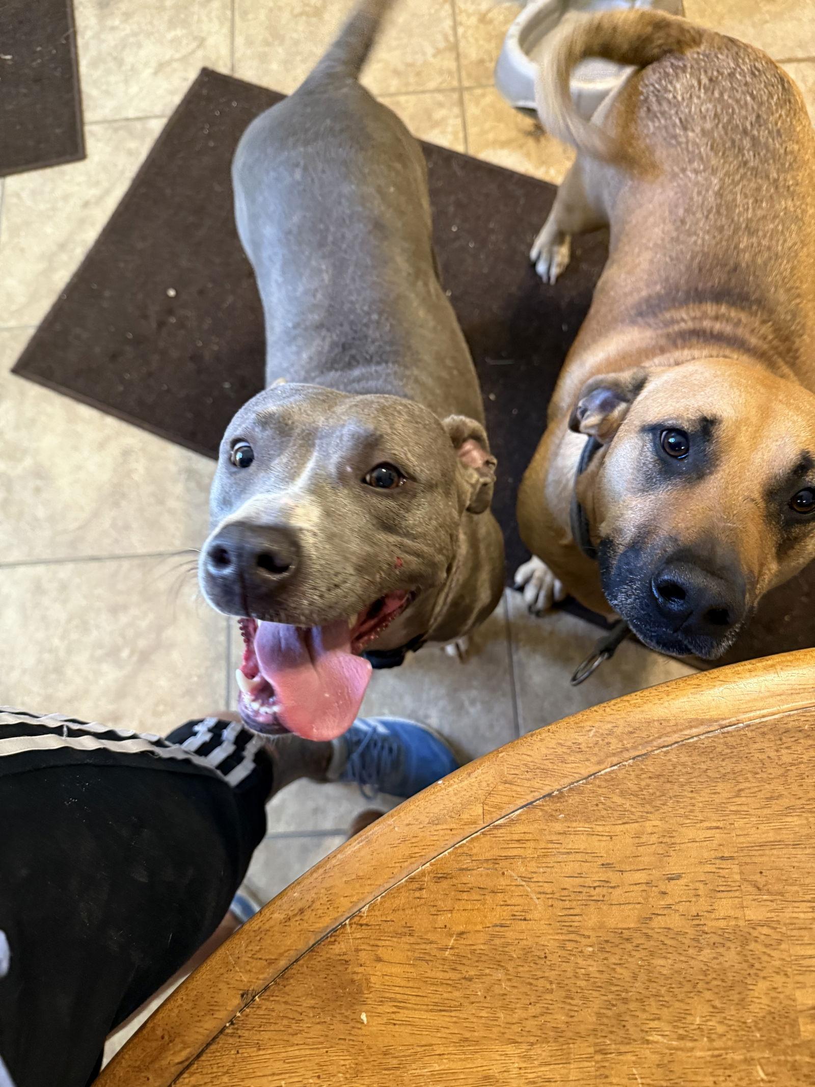 Seeka, Adoptable, Young Female Pit Bull Terrier.