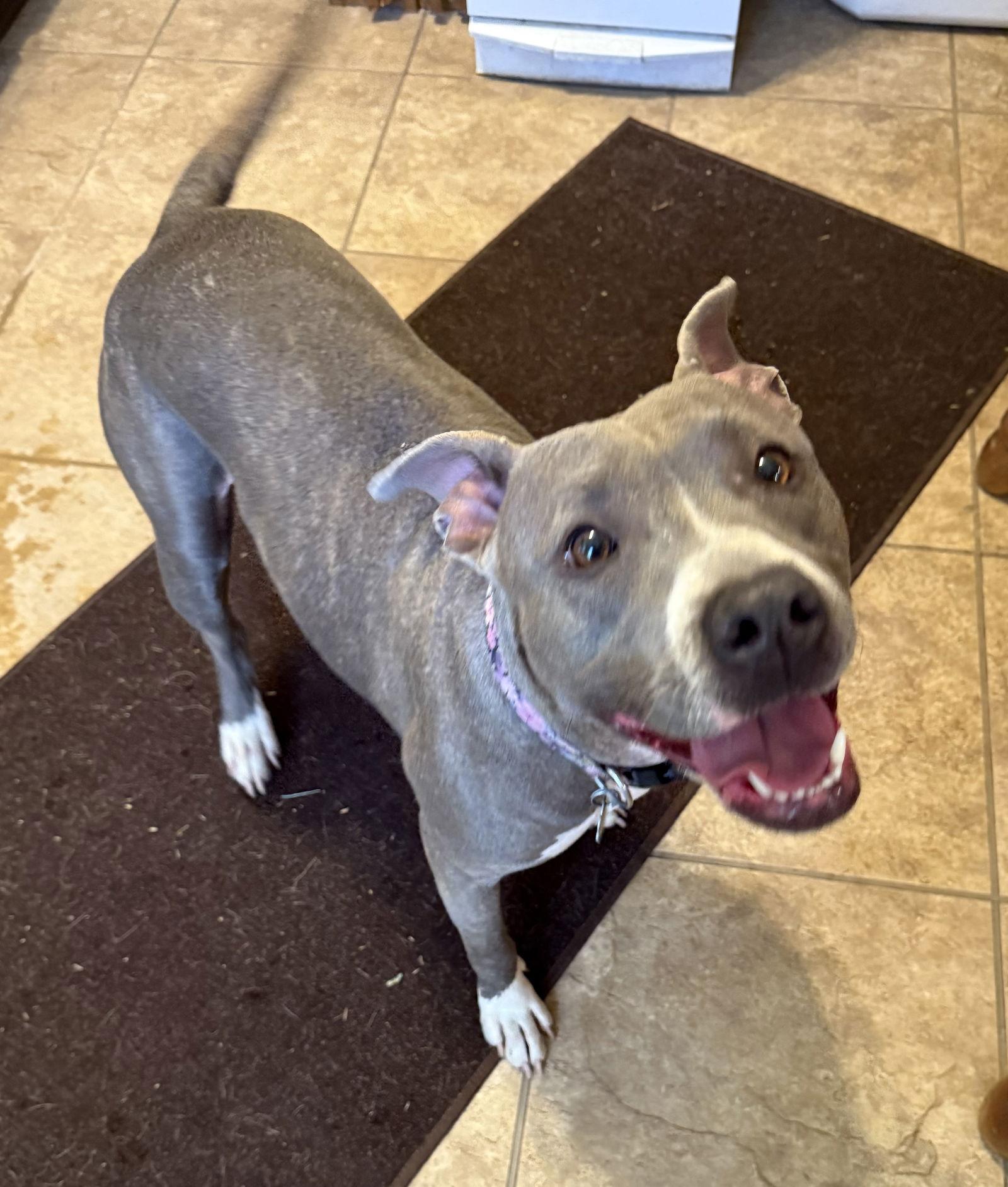 Enlarge Seeka, a Adoptable Pit Bull Terrier in Arnold, MO image 2/3