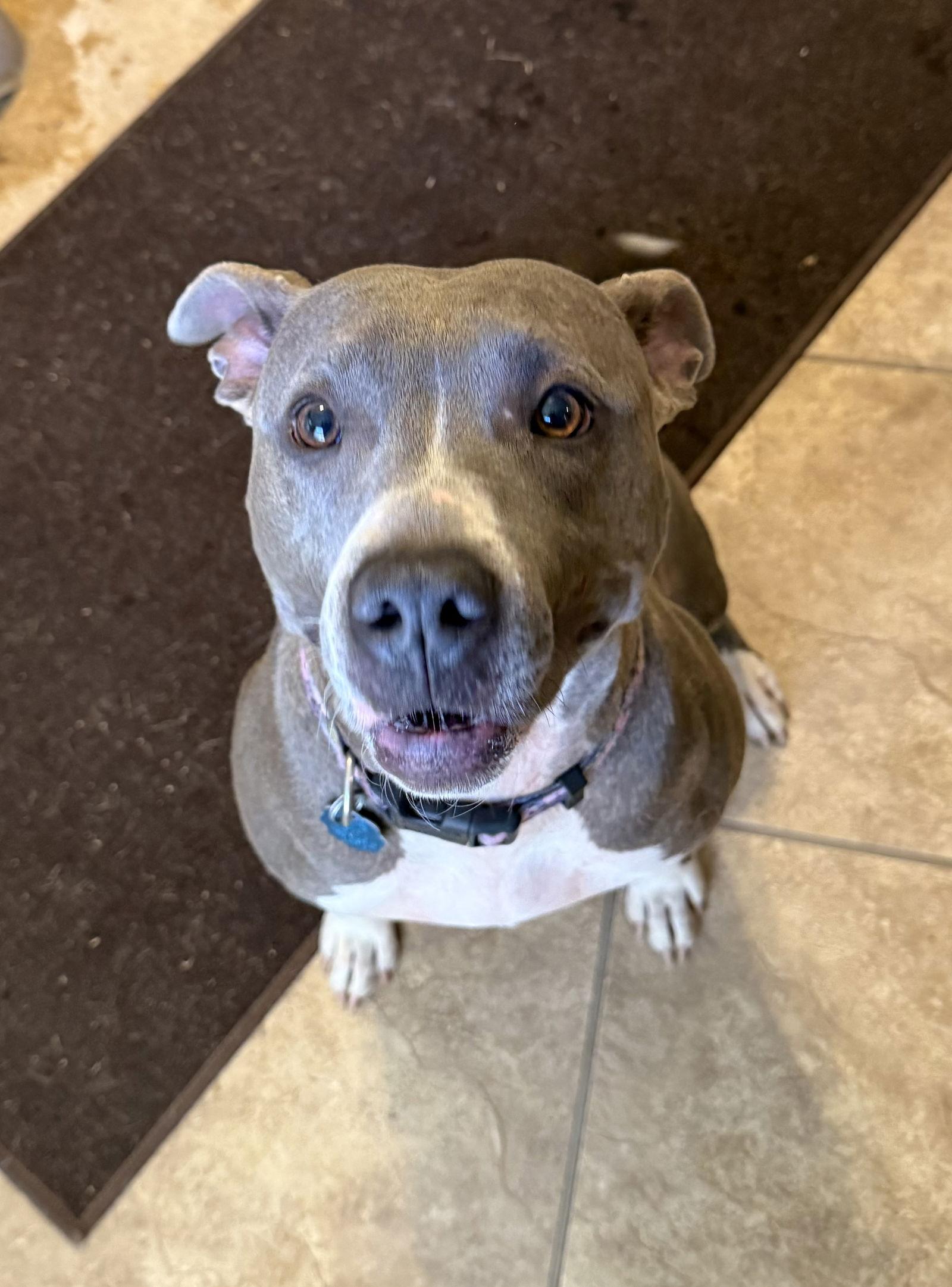 Enlarge Seeka, a Adoptable Pit Bull Terrier in Arnold, MO image 3/3