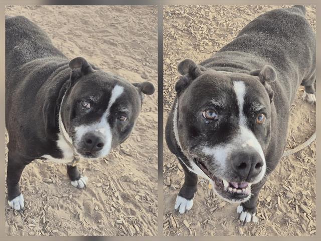 TINKERBELL, Adoptable, Adult Female Pit Bull Terrier & Mixed Breed.