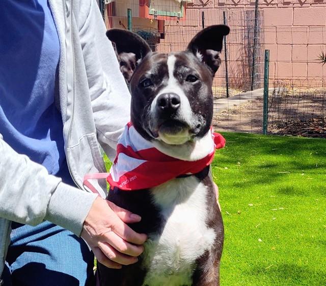 TINKERBELL, Adoptable, Adult Female Pit Bull Terrier & Mixed Breed.