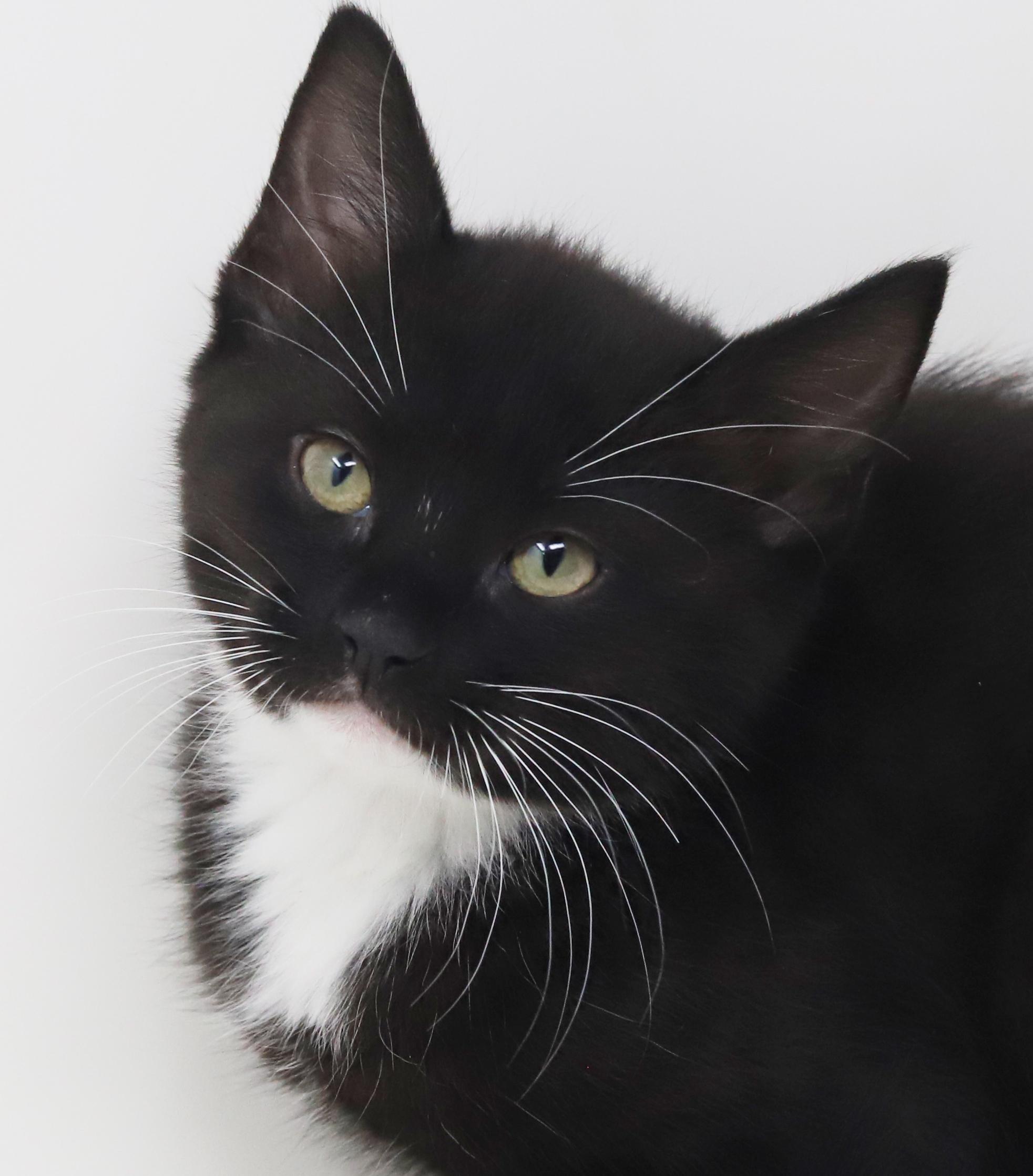 Strudel is scrumptious!  Baby doll!, Adoptable, Kitten Female Tuxedo.