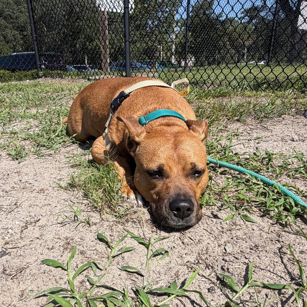 Copper, Adoptable, Senior Male Mixed Breed.