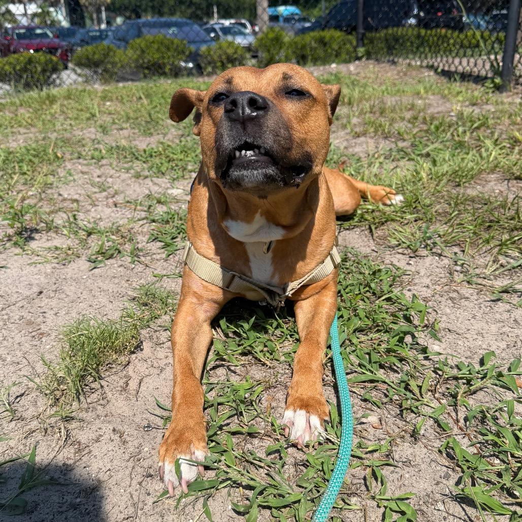 Copper, a Adoptable Mixed Breed in Jacksonville, FL image 3/6