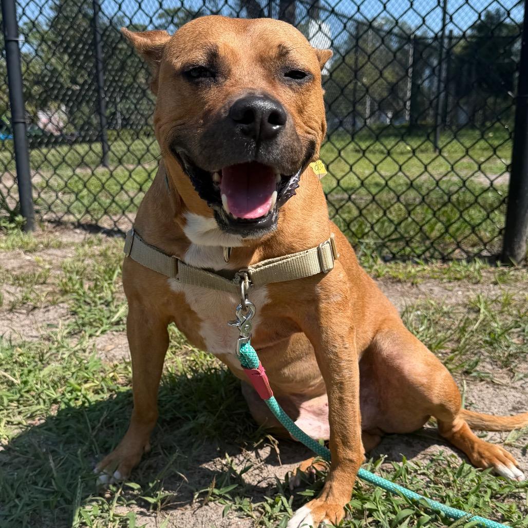 Copper, a Adoptable Mixed Breed in Jacksonville, FL image 6/6