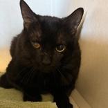 Enlarge Odin, a ADOPTABLE Domestic Short Hair in Lansing, MI image 1/1