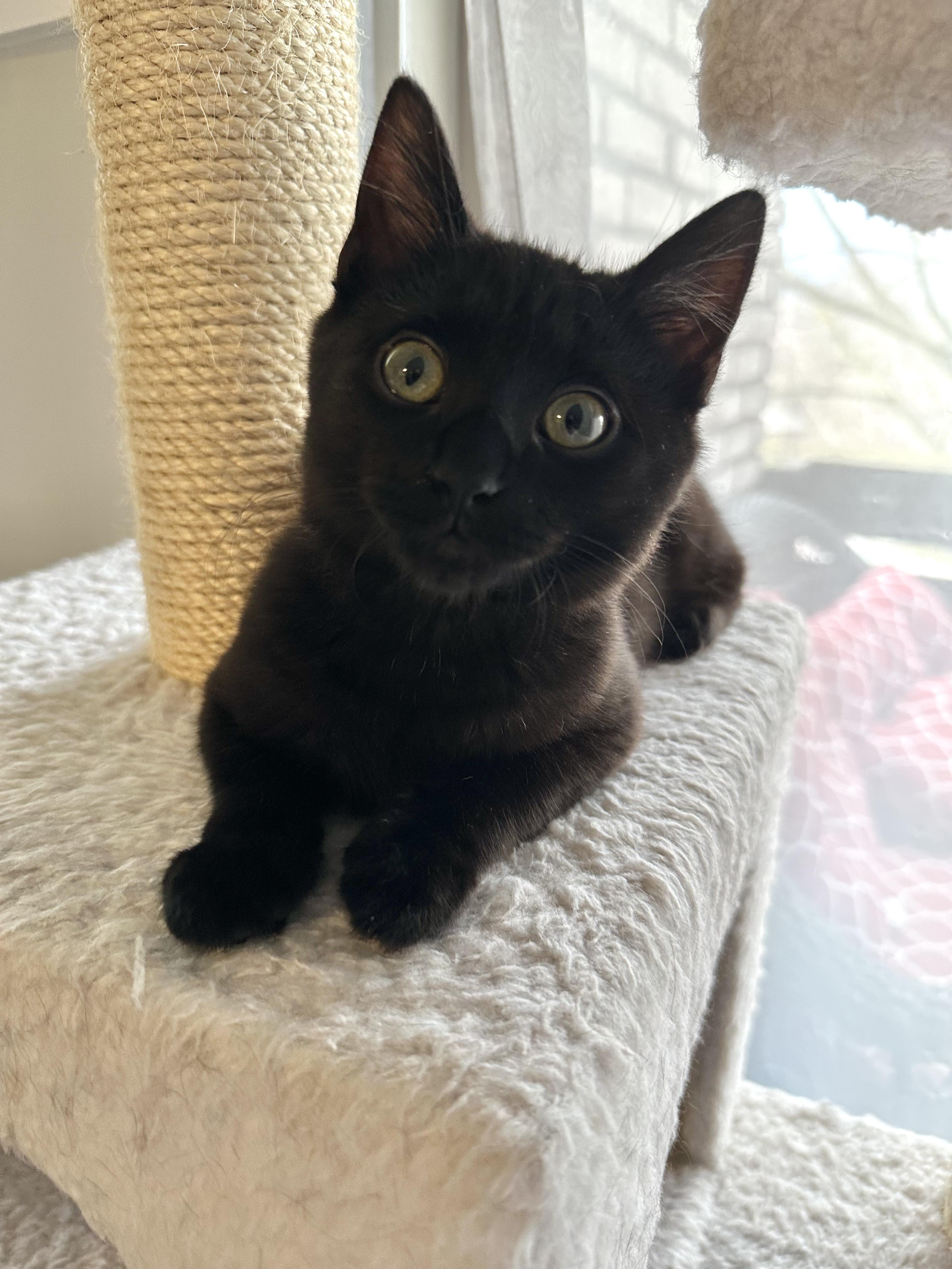 Enlarge Sesame, a ADOPTABLE Domestic Short Hair in Pittsburgh, PA image 6/6