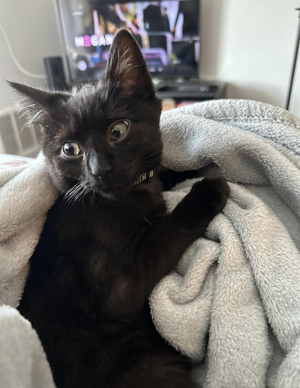 Sesame, ADOPTABLE, Kitten Male Domestic Short Hair.