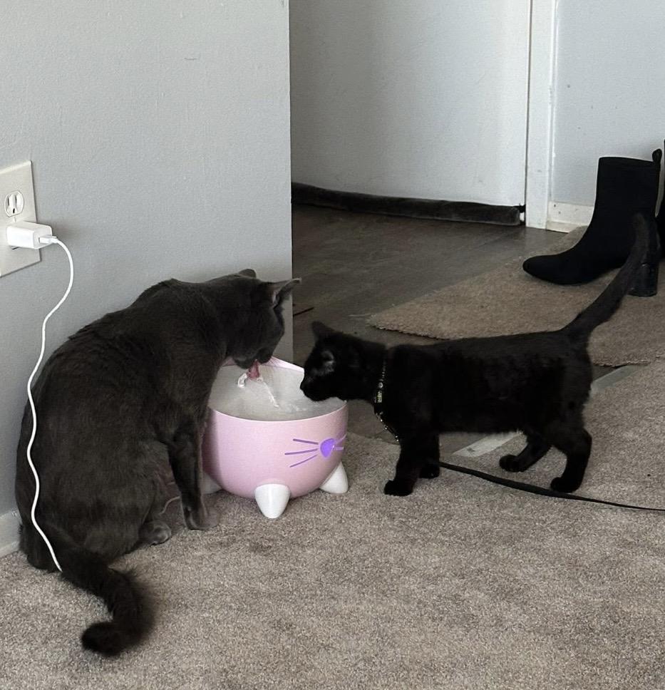 Enlarge Sesame, a ADOPTABLE Domestic Short Hair in Pittsburgh, PA image 4/6