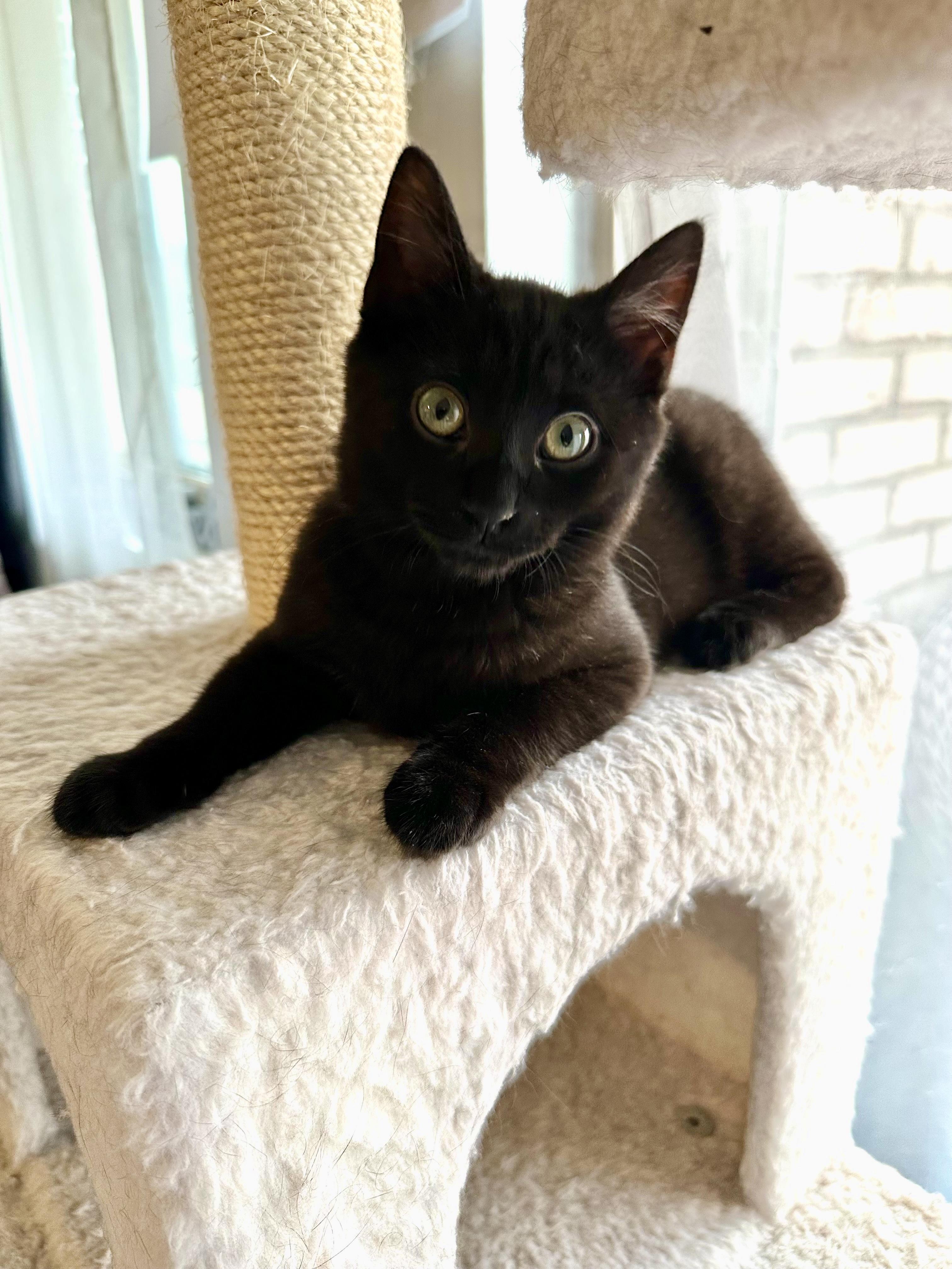 Enlarge Sesame, a ADOPTABLE Domestic Short Hair in Pittsburgh, PA image 3/6