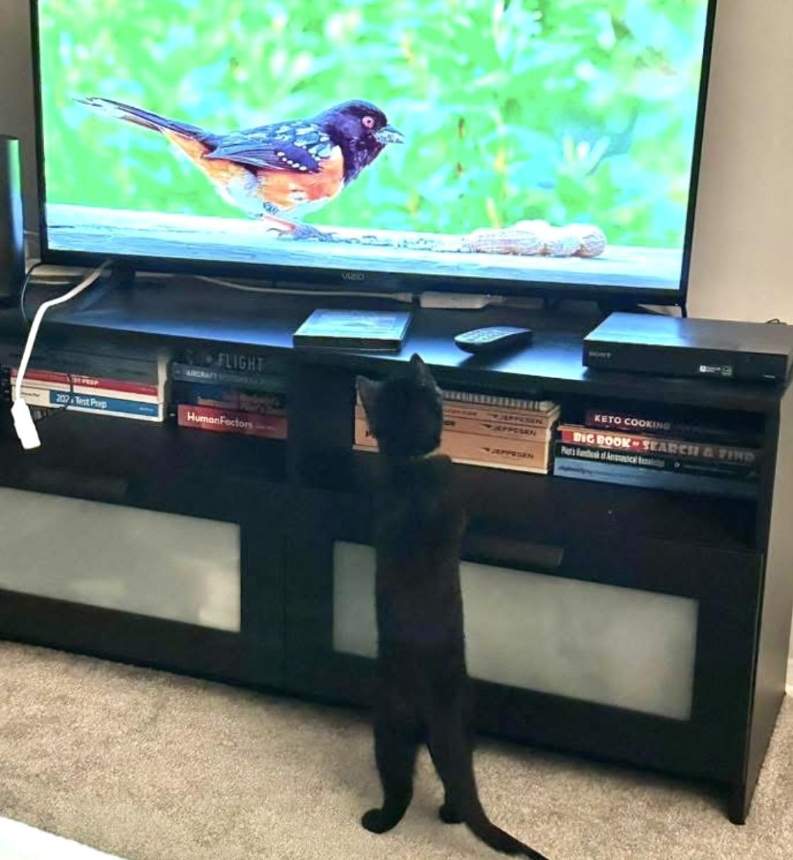 Enlarge Sesame, a ADOPTABLE Domestic Short Hair in Pittsburgh, PA image 5/6