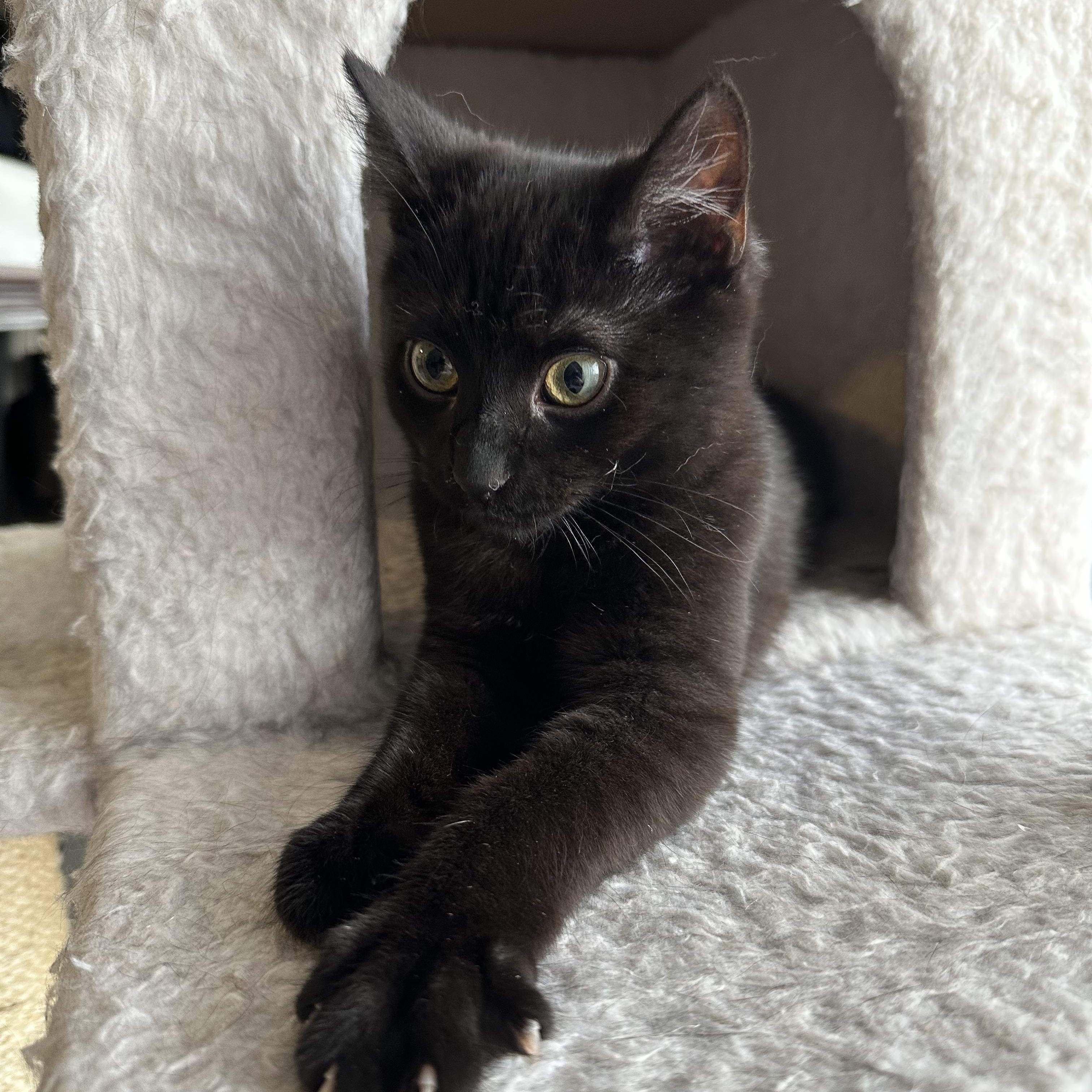 Enlarge Sesame, a ADOPTABLE Domestic Short Hair in Pittsburgh, PA image 2/6