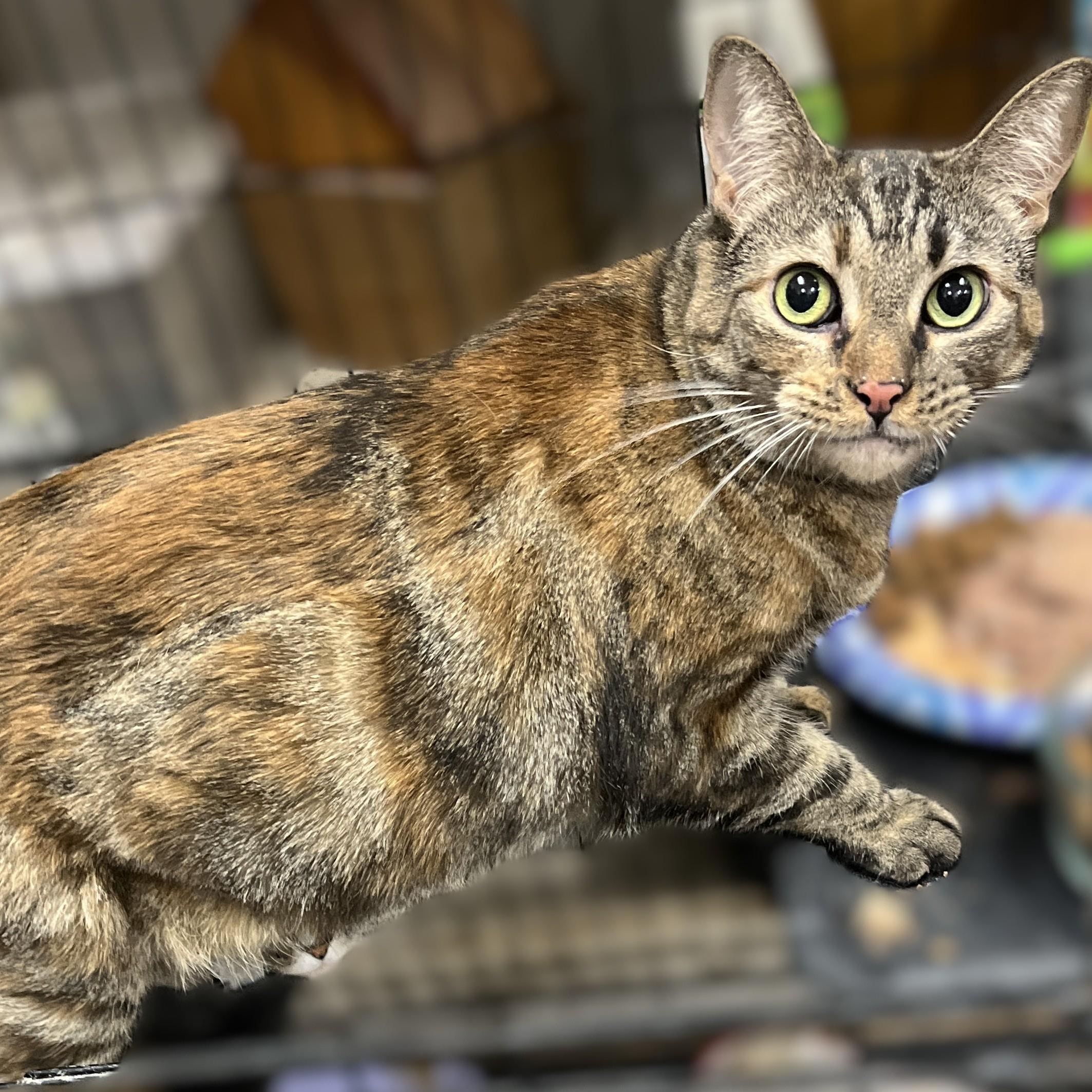Enlarge Zoe (affectionate, loving), a Adoptable Dilute Tortoiseshell in Shingletown, CA image 2/3