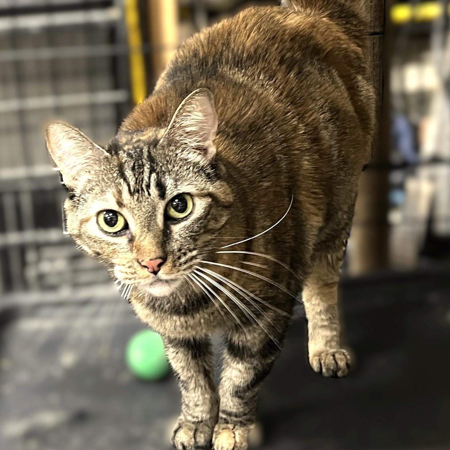 Zoe (affectionate, loving), Adoptable, Adult Female Dilute Tortoiseshell.