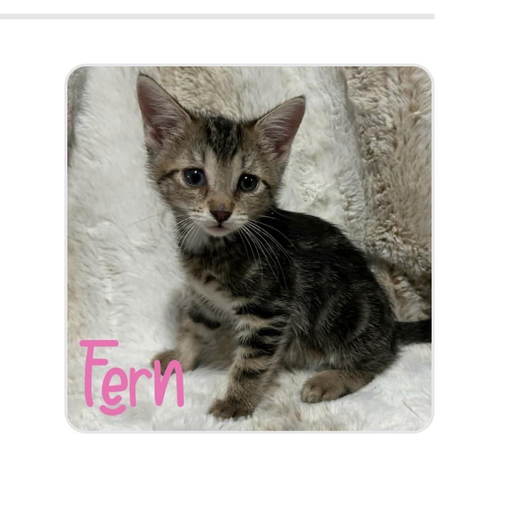 Enlarge Fern, a Adoptable mixed breed in White Lake, MI image 2/5