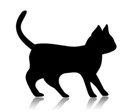 GENERIC KITTEN, a Adoptable Domestic Short Hair image 1/2